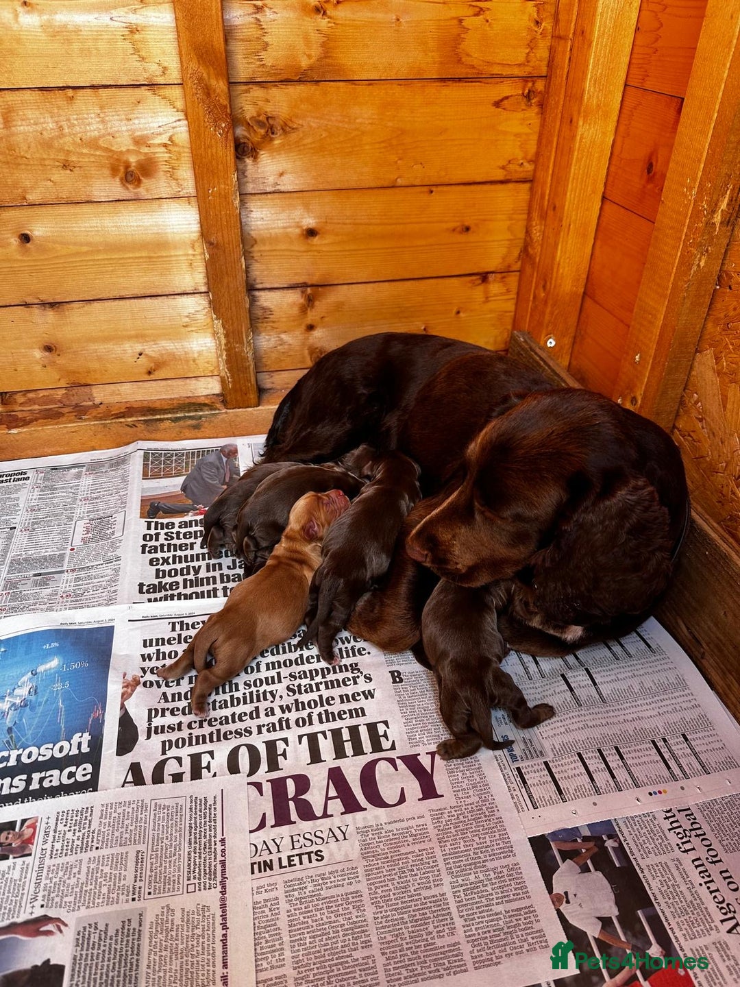 Cocker Spaniel dogs for sale: Last red boy - Ready to leave this week   - Advert 10