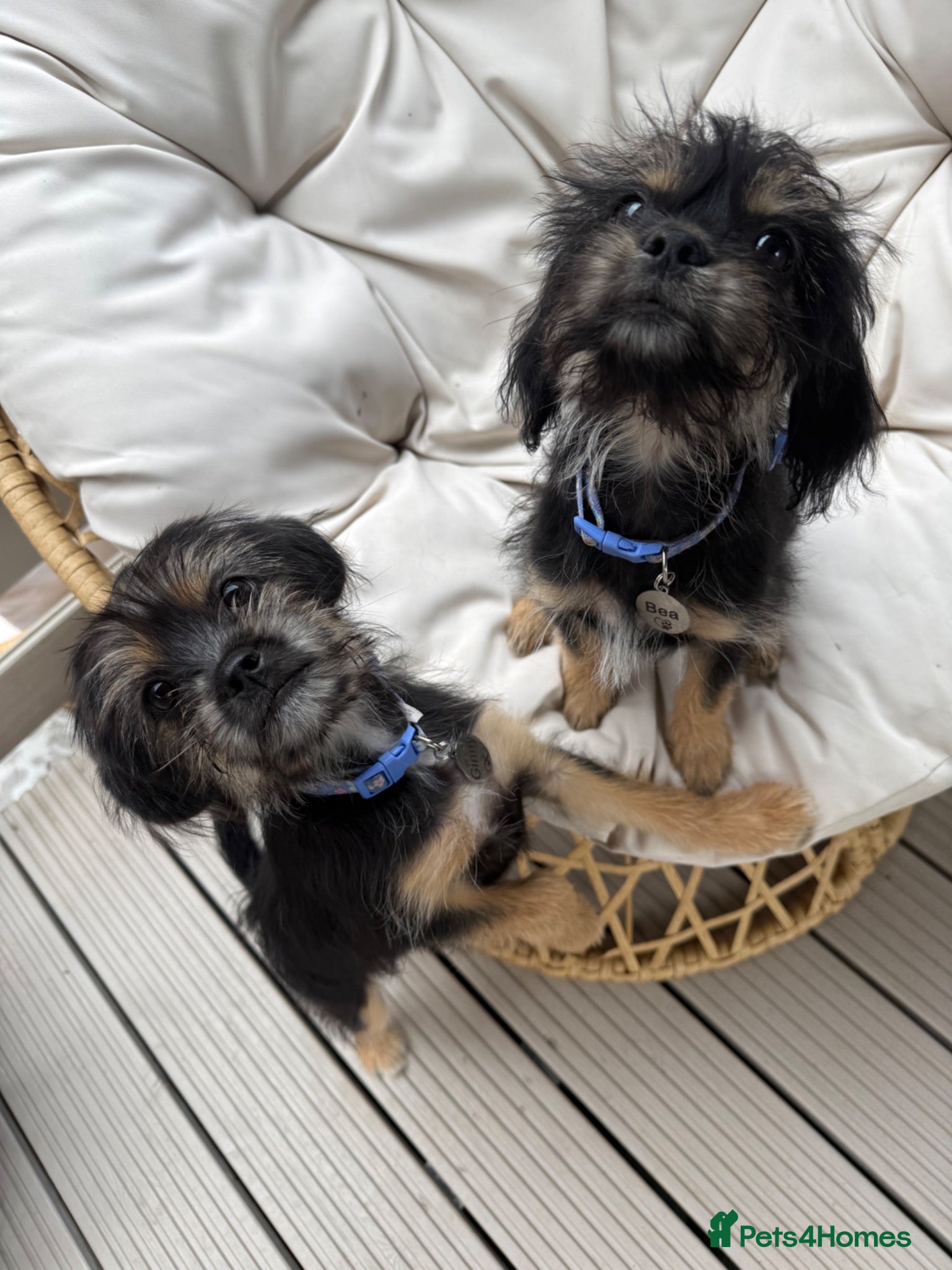 Mixed Breed dogs 2 Female Puppies - Advert 2
