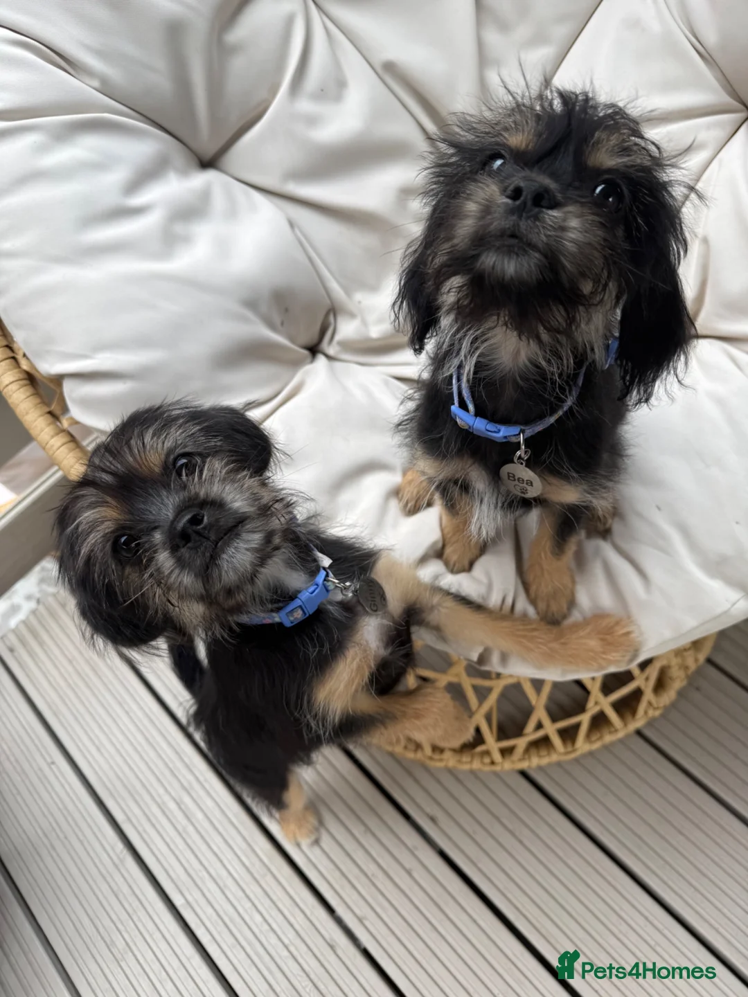 Mixed Breed dogs for sale: 2 Female Puppies - Advert 1