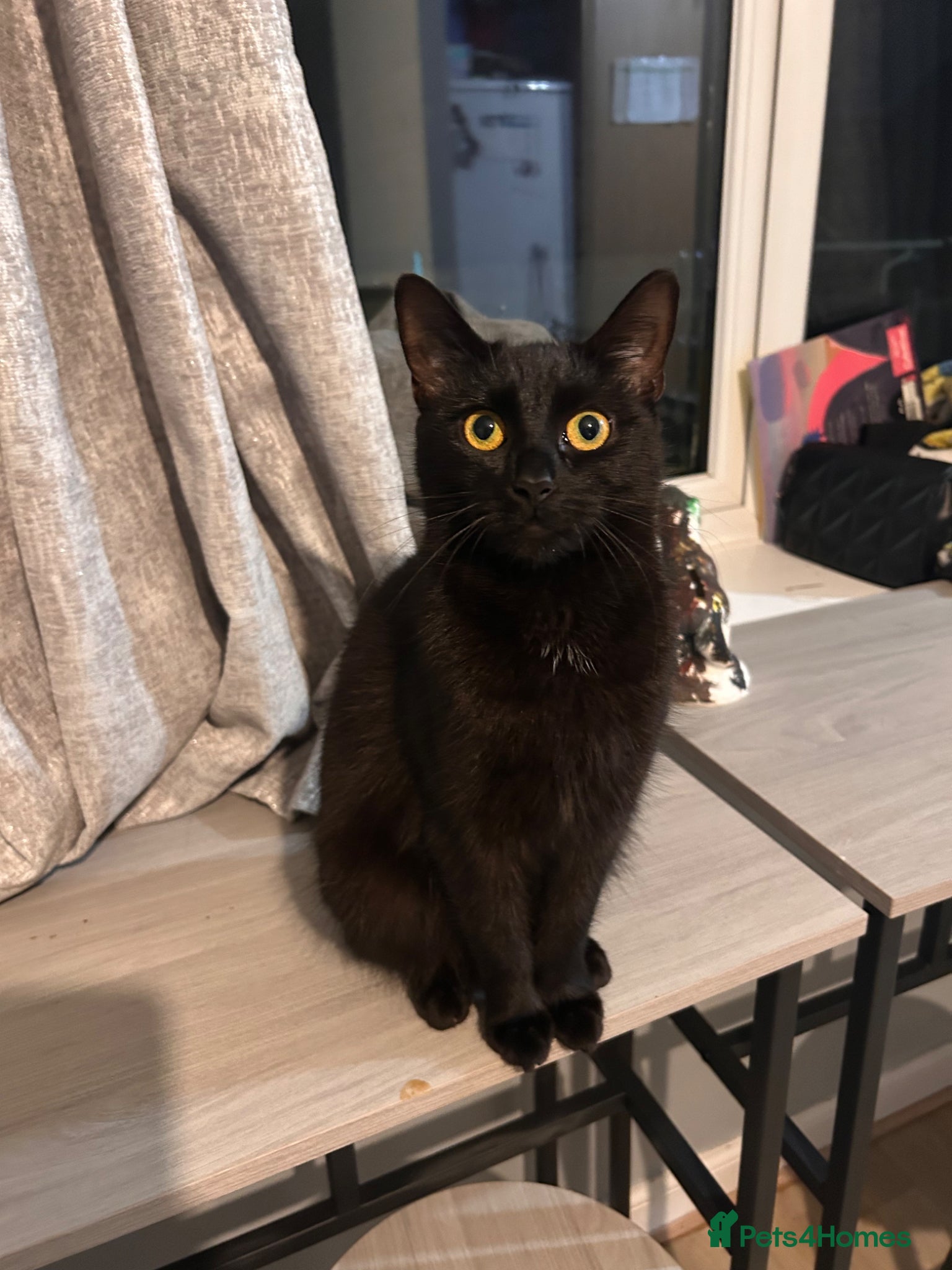 Mixed Breed cats Our lovely Lila  - Advert 1