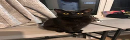 Mixed Breed cats for sale: Our lovely Lila  in Milton Keynes - Advert 1
