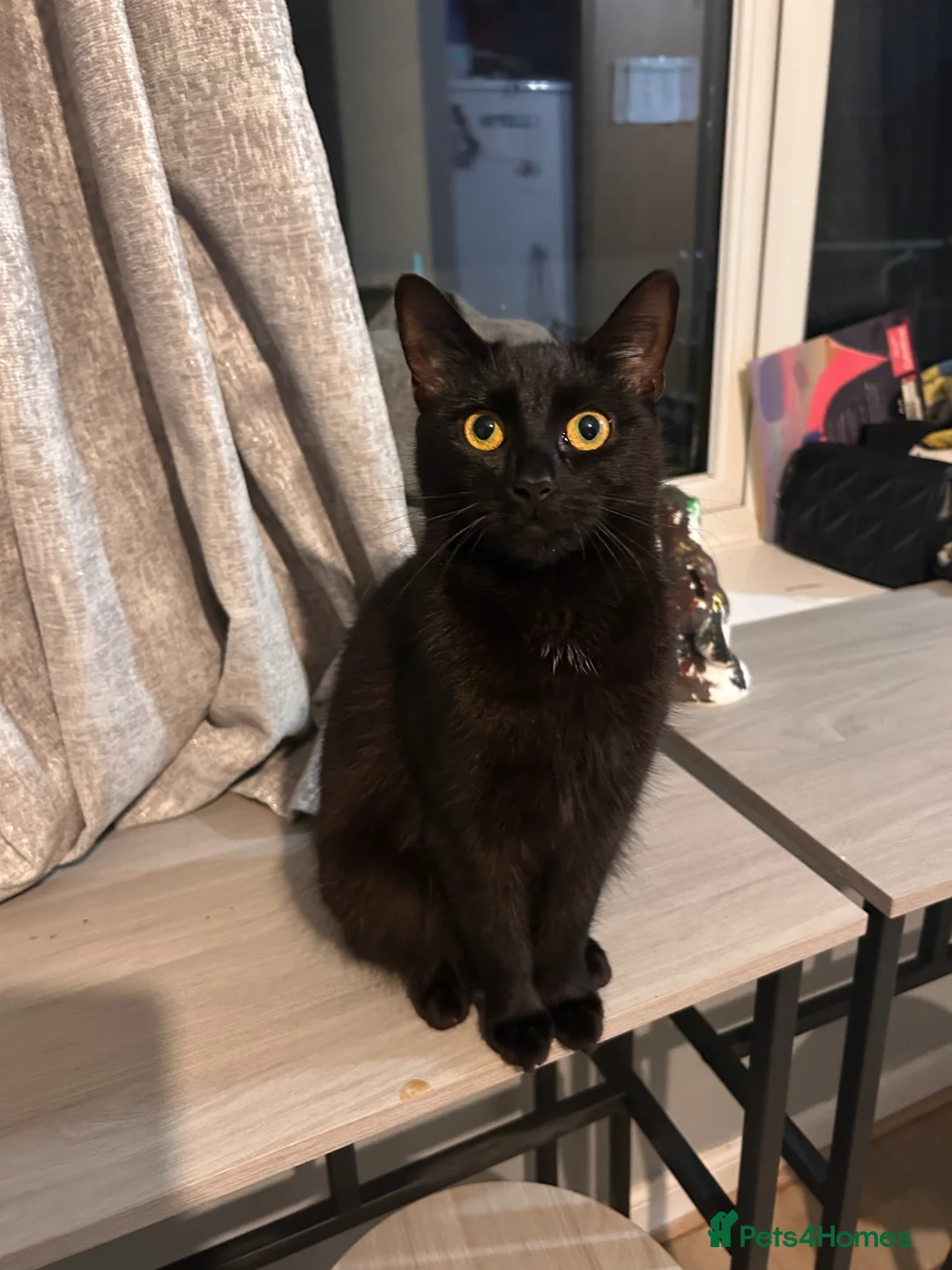 Mixed Breed cats for sale: Our lovely Lila  in Milton Keynes - Advert 1