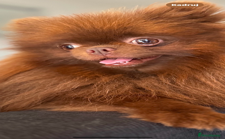Pomeranian dogs - Advert 1