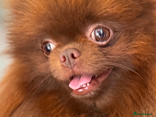 Pomeranian dogs Amazing Teddy bear chocolate boy for stud 🥰 - Advert 23