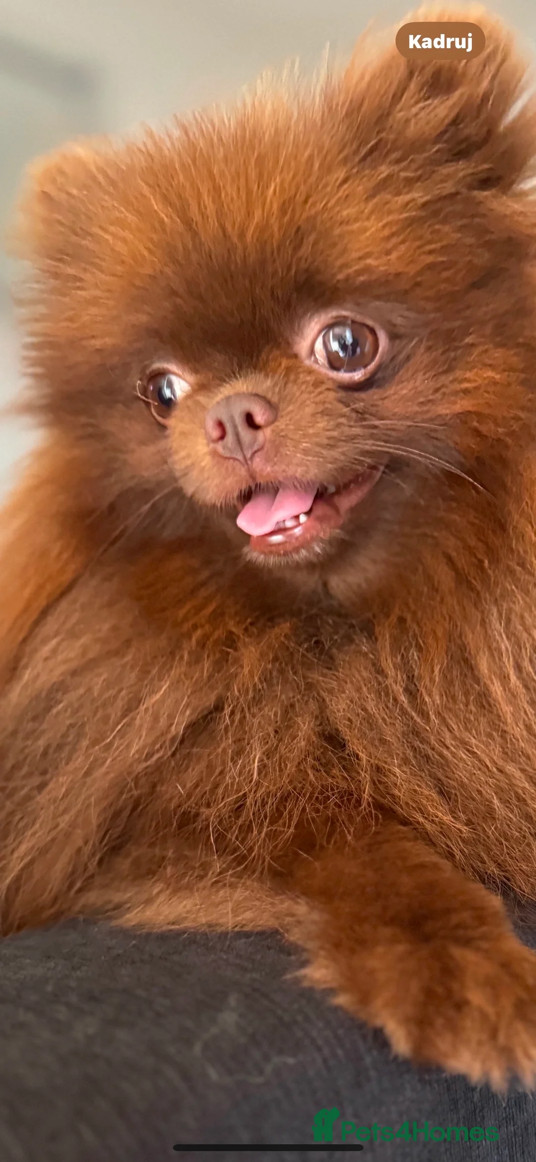 Pomeranian dogs for stud: Amazing Teddy bear chocolate boy for stud 🥰 - Advert 1