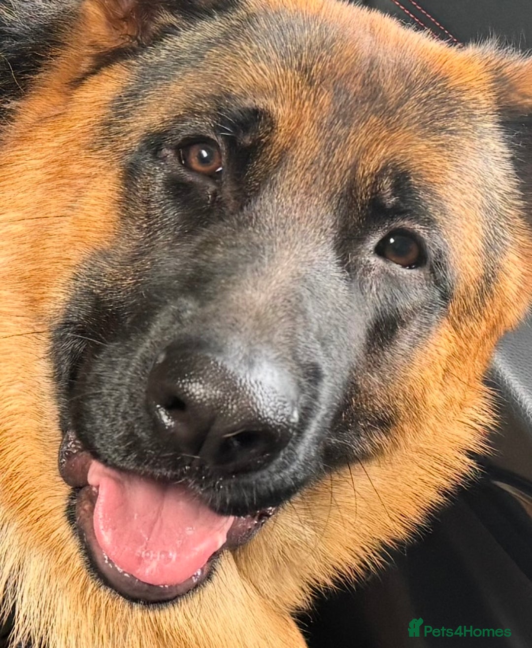 German Shepherd dogs for stud: German Shepherd Pedigree male for stud - Advert 2