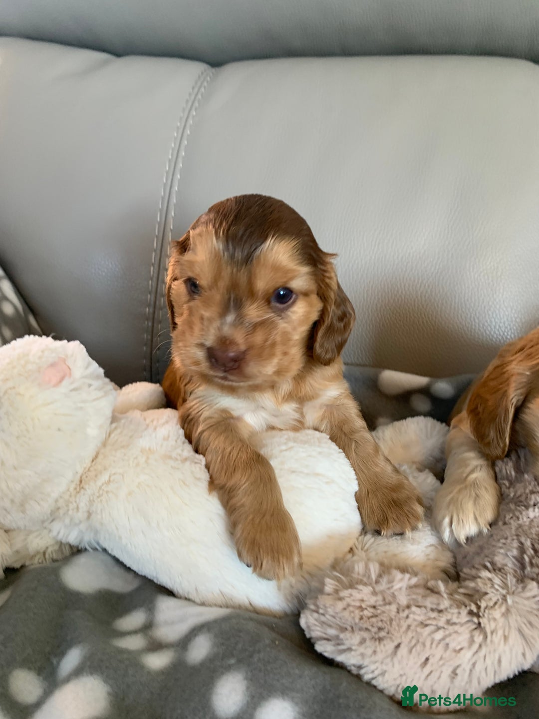 Cocker Spaniel dogs for sale: Health tested KC reg show type cocker spaniels  in Abergele - Image 35