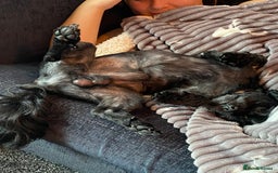 Mixed Breed dogs for sale: Steve 4yr cross breed  in Llanelli - Image 5