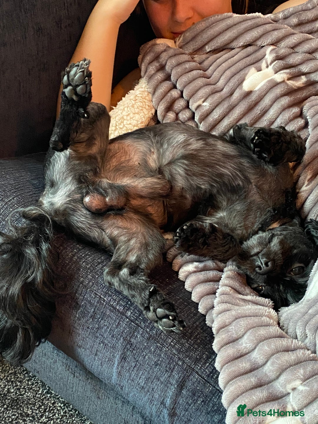 Mixed Breed dogs for sale: Steve 4yr cross breed  in Llanelli - Image 5