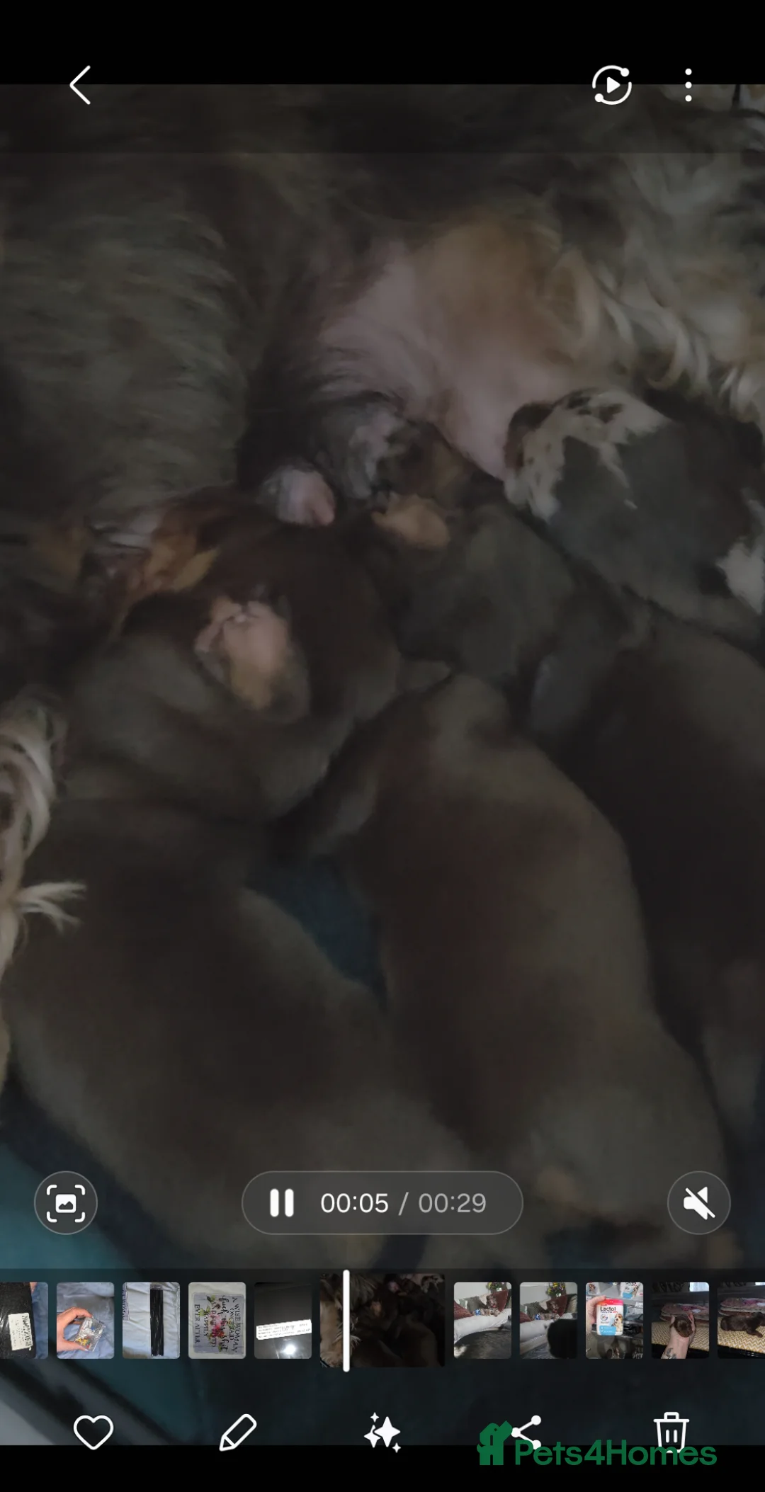 Dachshund dogs for sale: Adorable Dachshunds Ready for Their Forever Homes - Advert 2