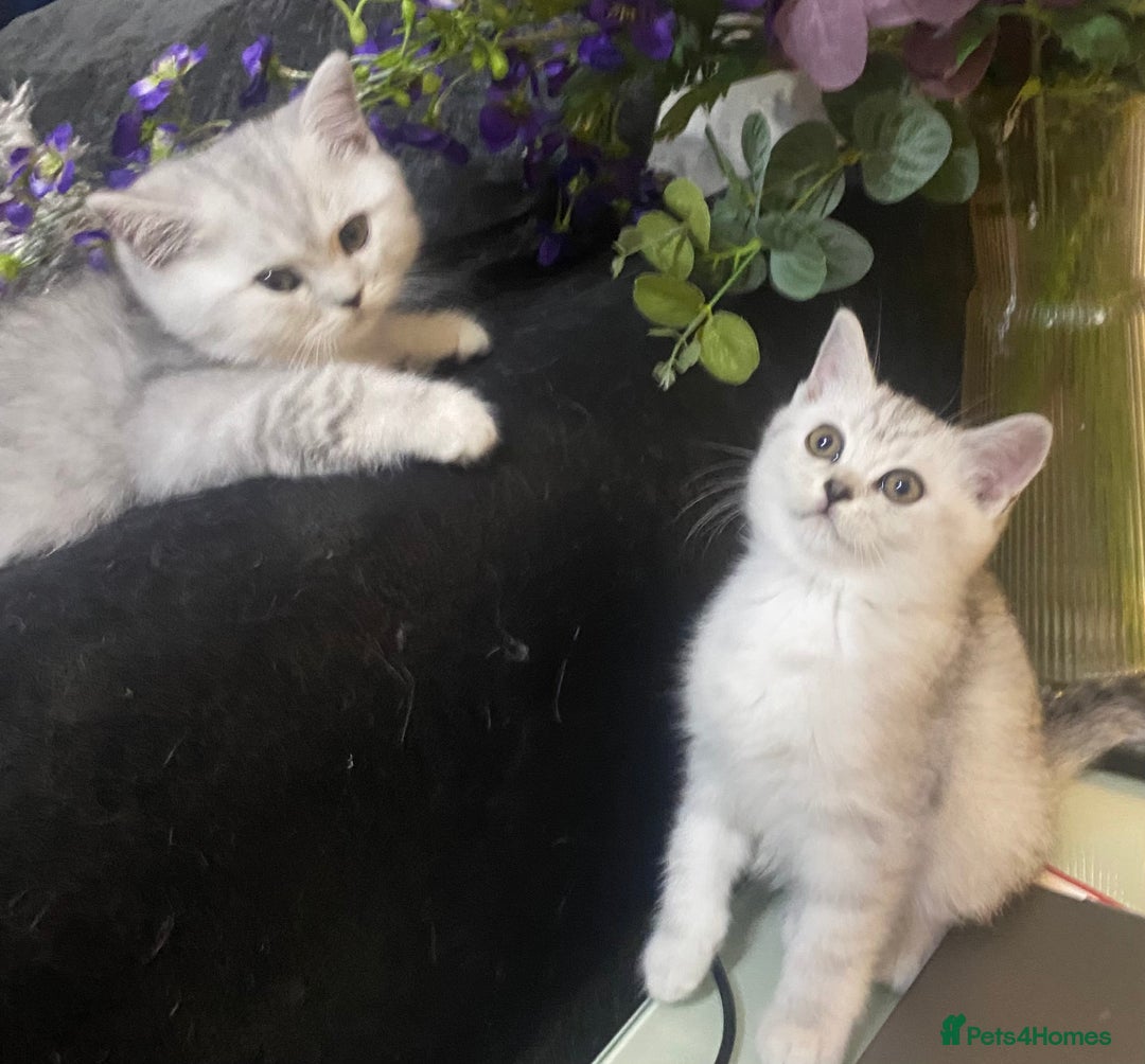 British Shorthair cats for sale: Pure breed British shorthair kittens - Image 4