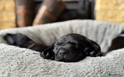 Labrador Retriever dogs for sale: Last remaining Beautiful Labradors  - Image 3