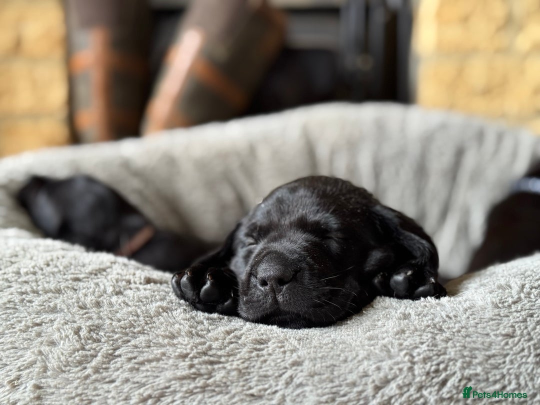 Labrador Retriever dogs for sale: Last remaining Beautiful Labradors  - Image 3