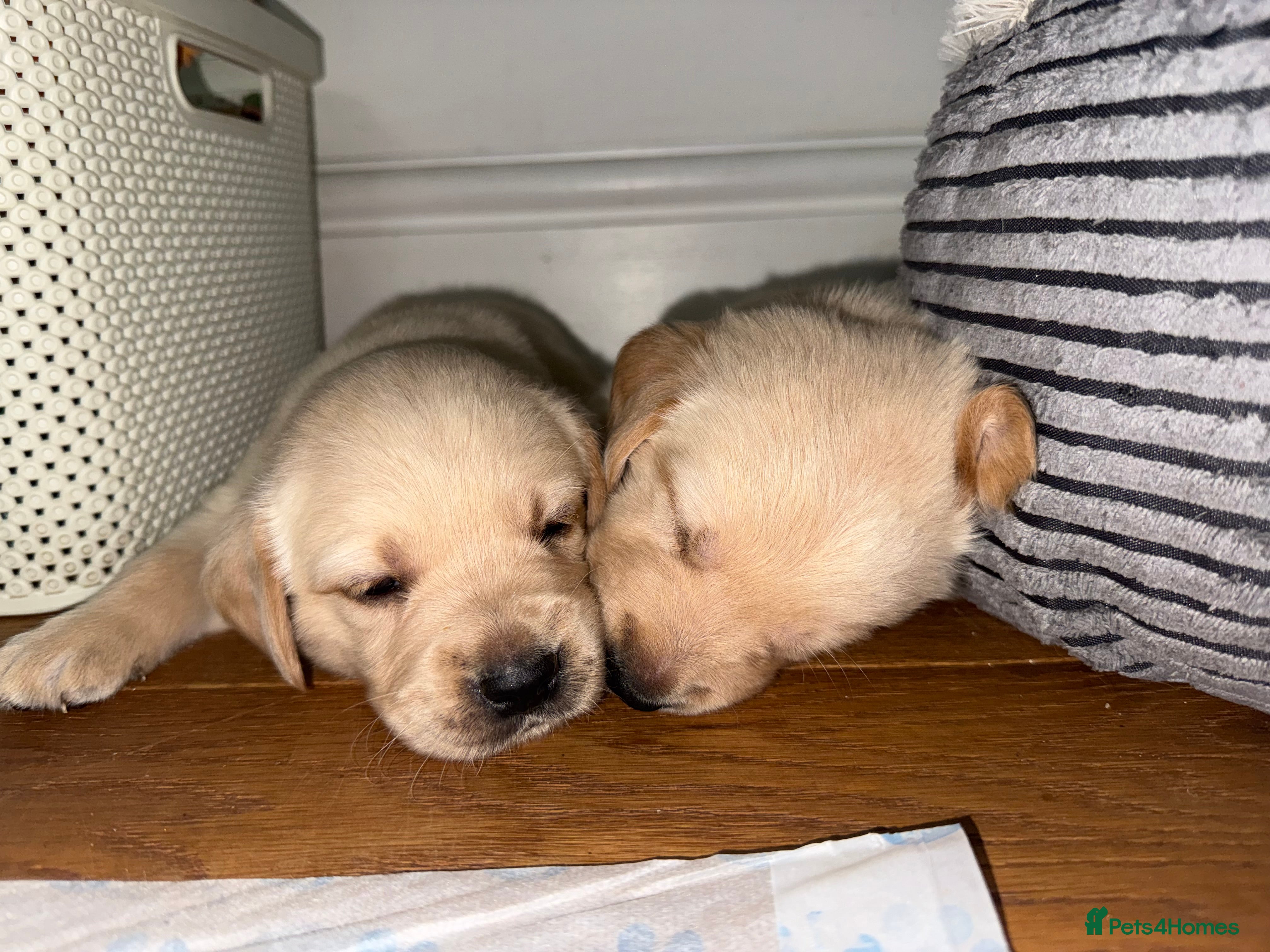 Goldador dogs 8 beautiful golden retriever x foxred lab puppies  - Advert 11