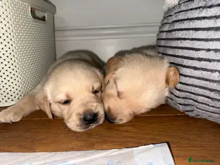 Goldador dogs 8 beautiful golden retriever x foxred lab puppies - Advert 11