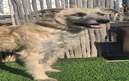 Mixed Breed dogs for adoption: Urgent Now 🚨 Please offer Ricky a home 🏠  - Advert 3