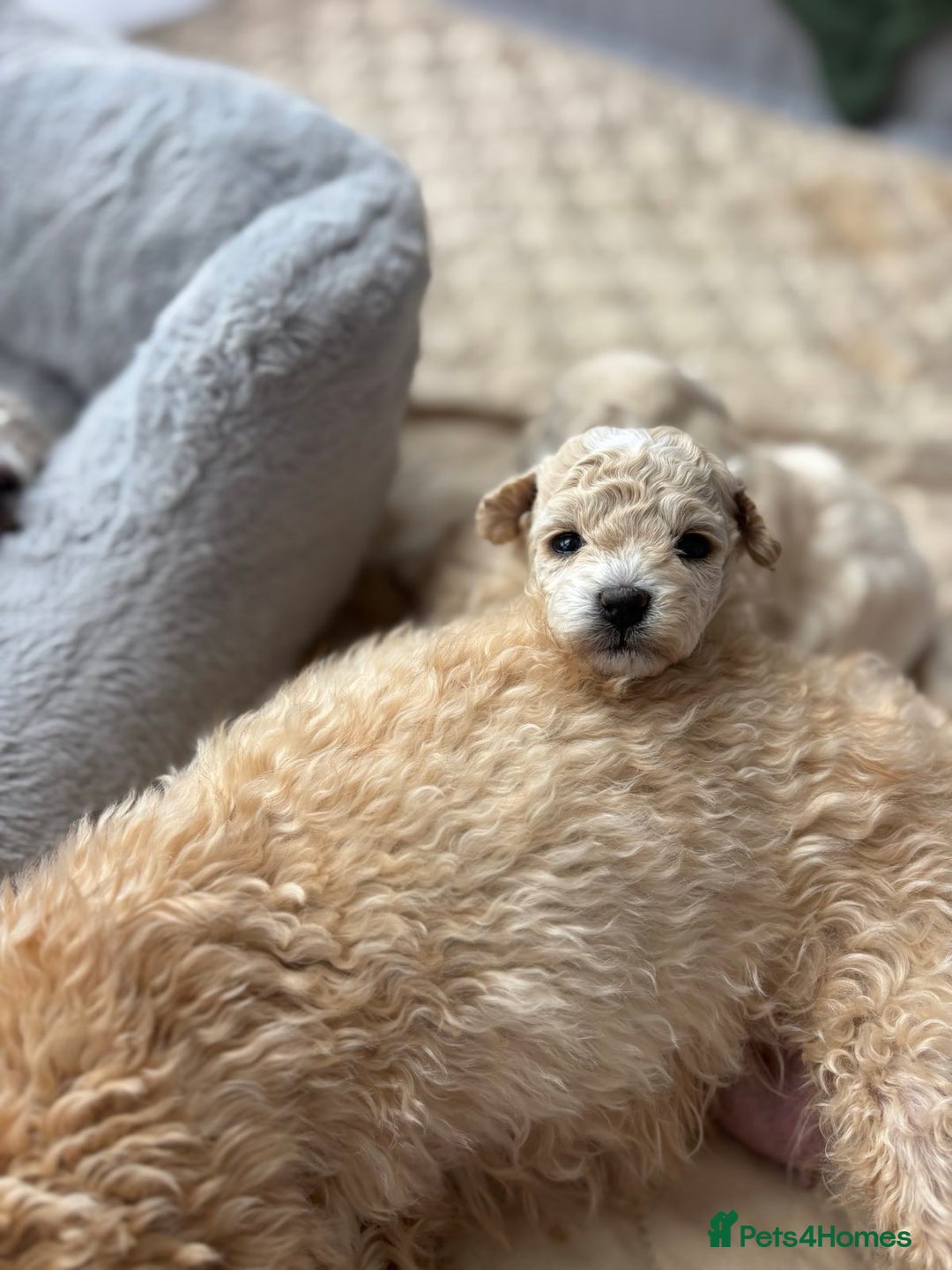 Poochon dogs for sale: 4 Girls Poochon white/Beige 2 reserved 2 avaliable - Image 15