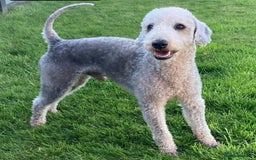 Bedlington Terrier dogs for stud: KC Registered Bedlington Terrier Stud in Ferryhill - Image 1