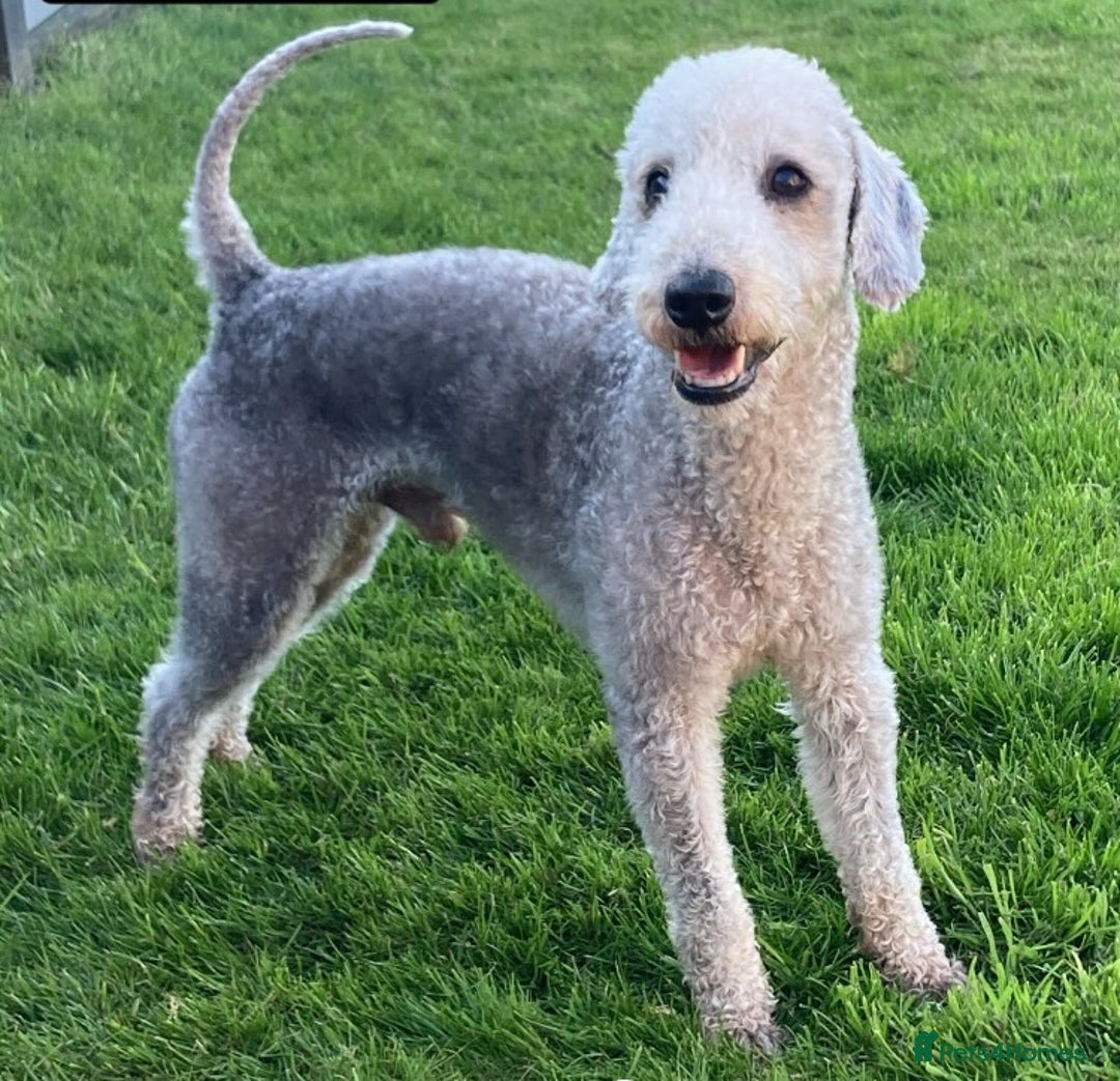 Bedlington Terrier dogs for stud: KC Registered Bedlington Terrier Stud in Ferryhill - Image 1