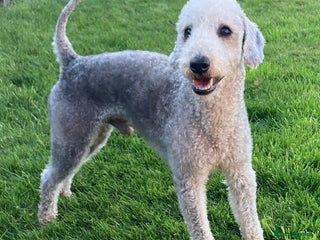 Bedlington Terrier dogs in Ferryhill - Advert 3