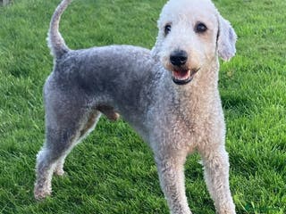Bedlington Terrier dogs KC Registered Bedlington Terrier Stud in Ferryhill - Advert 10