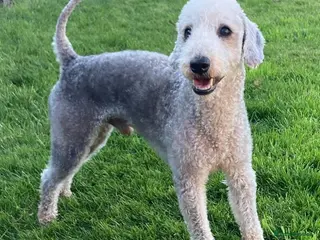 Bedlington Terrier dogs KC Registered Bedlington Terrier Stud in Ferryhill - Advert 7