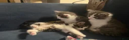 Mixed Breed cats for sale: Baby kitten in Harrow - Advert 4