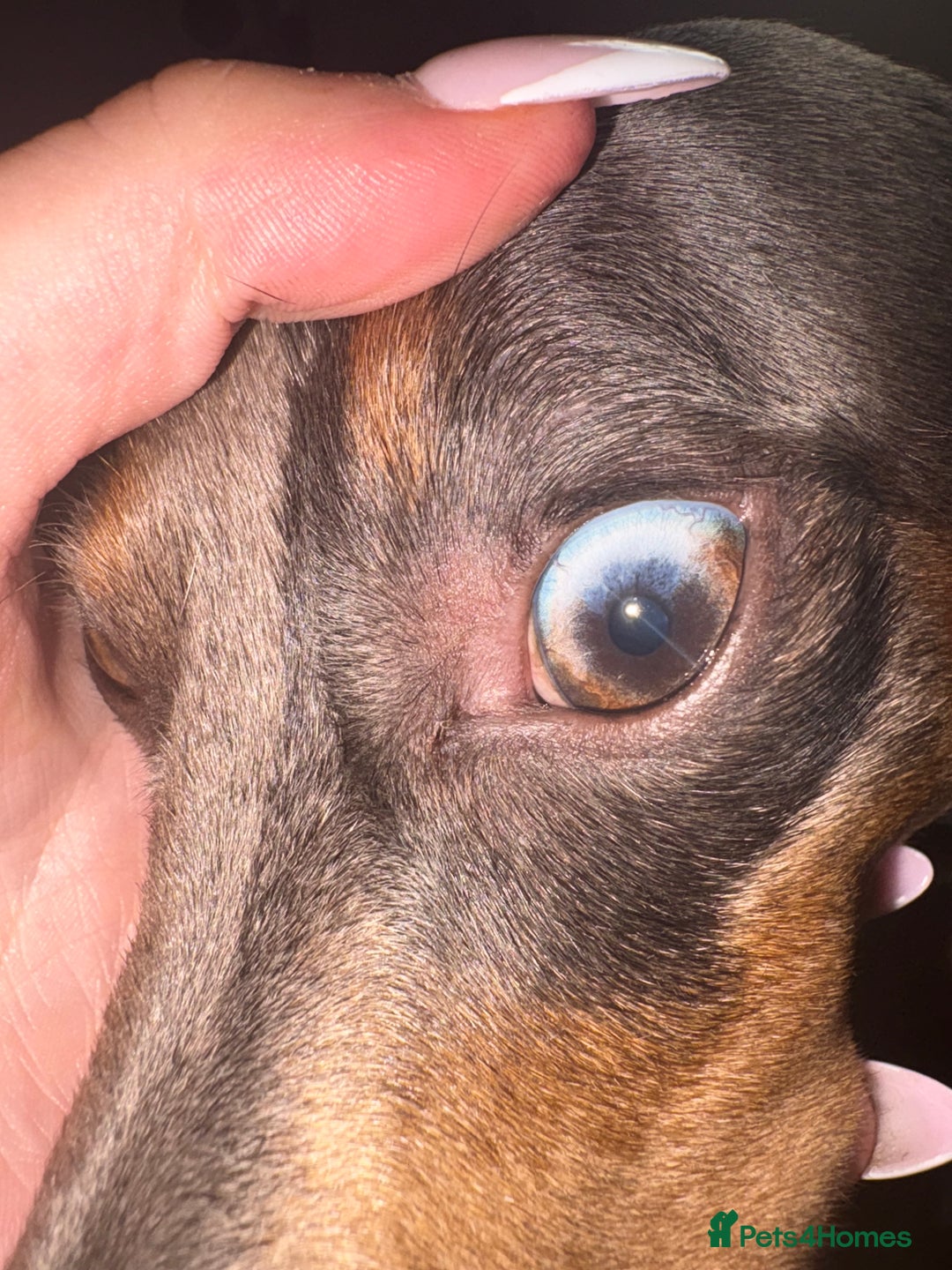 Miniature Dachshund dogs for stud: **STUD**miniture dachshund  - Image 6