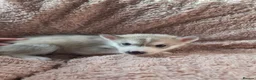 Siberian Husky dogs for sale: Siberian husky - Advert 7