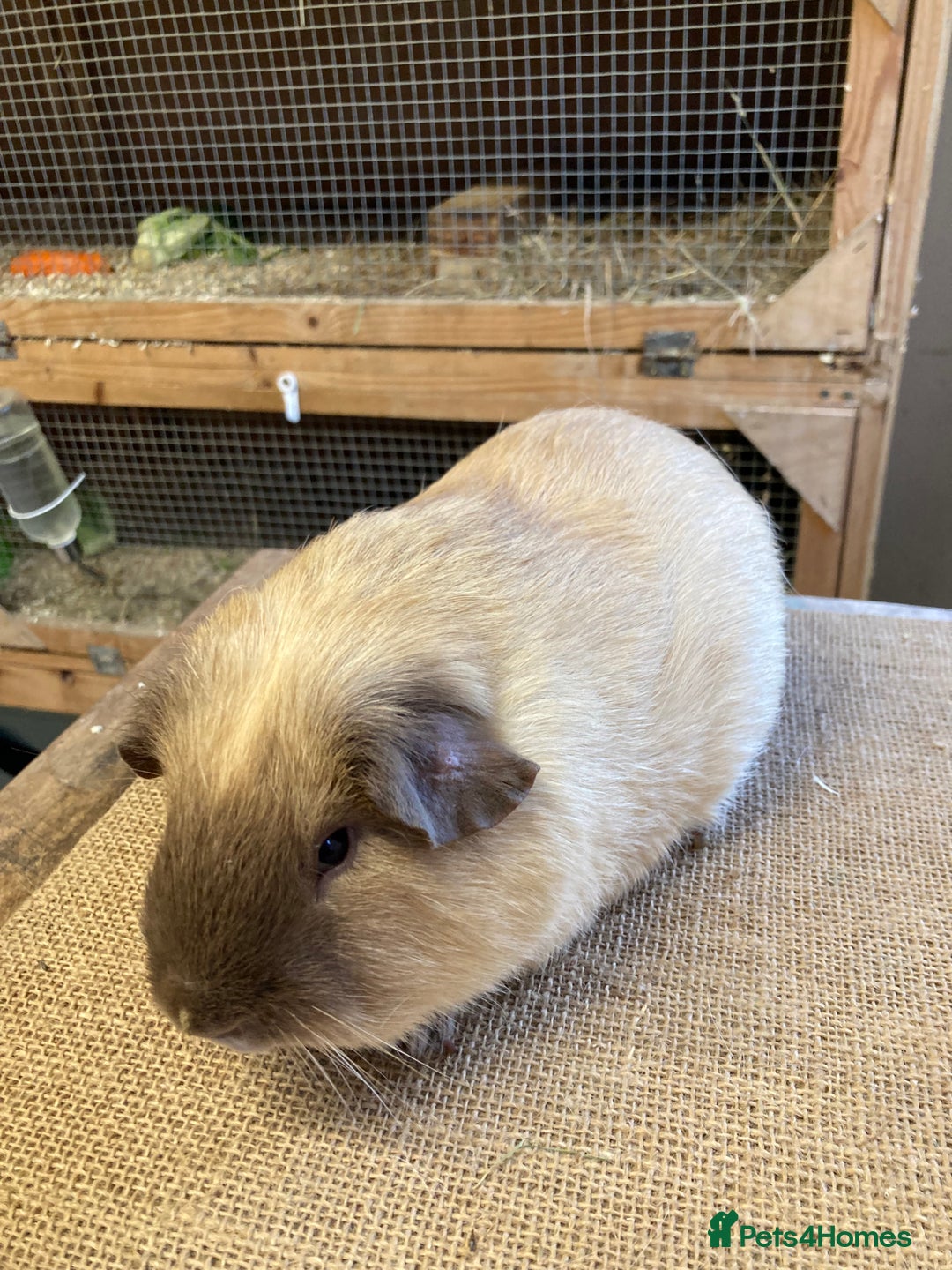 Guinea Pig rodents for sale: Californian Guinea pigs - Advert 9