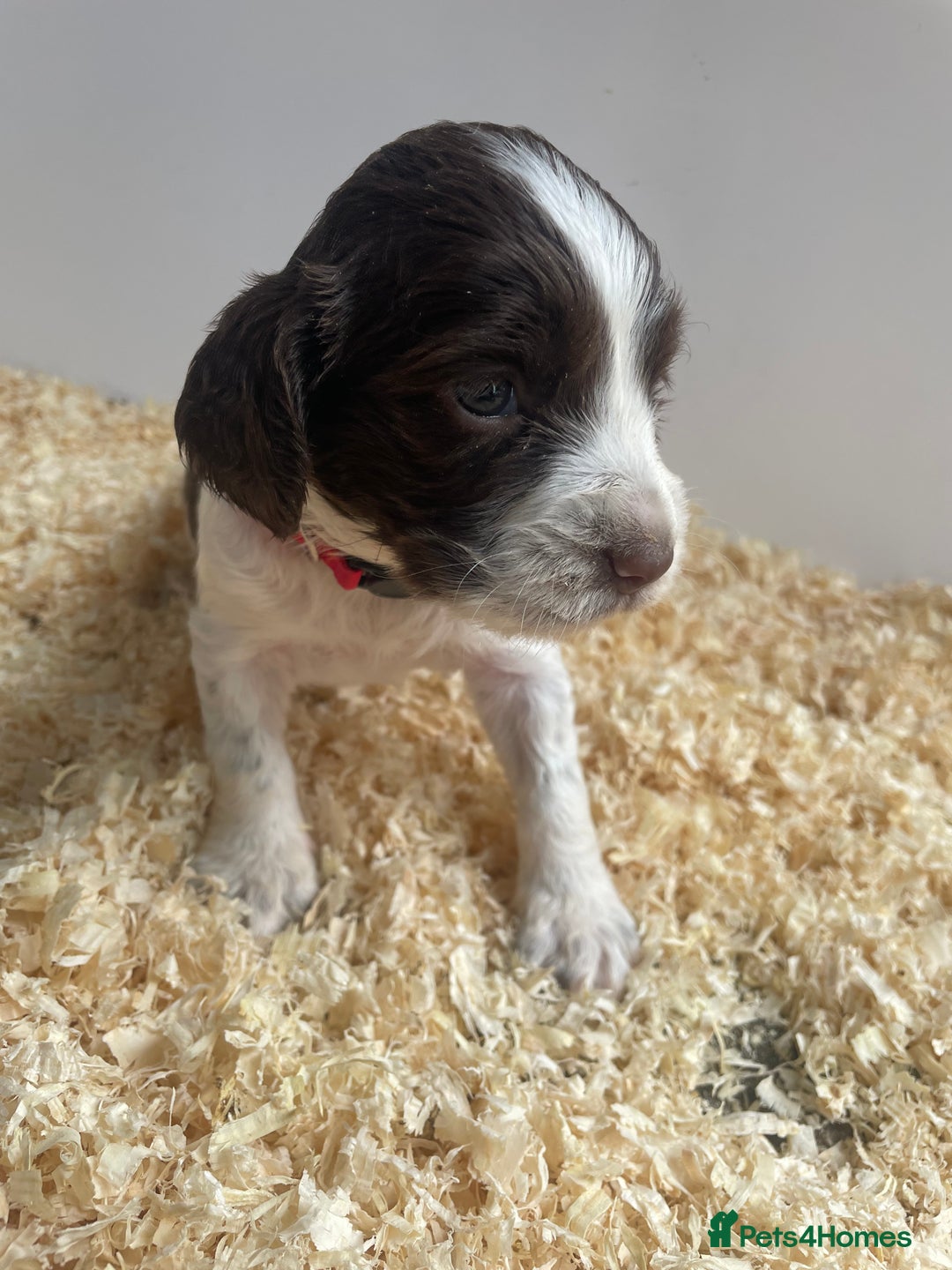 English Springer Spaniel dogs for sale: Working English springer spaniel puppies  - Image 8