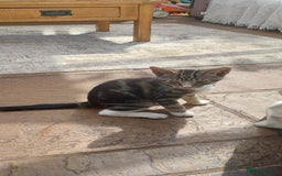 Bengal cats for sale: Bengle cross tabby kittens - Image 13