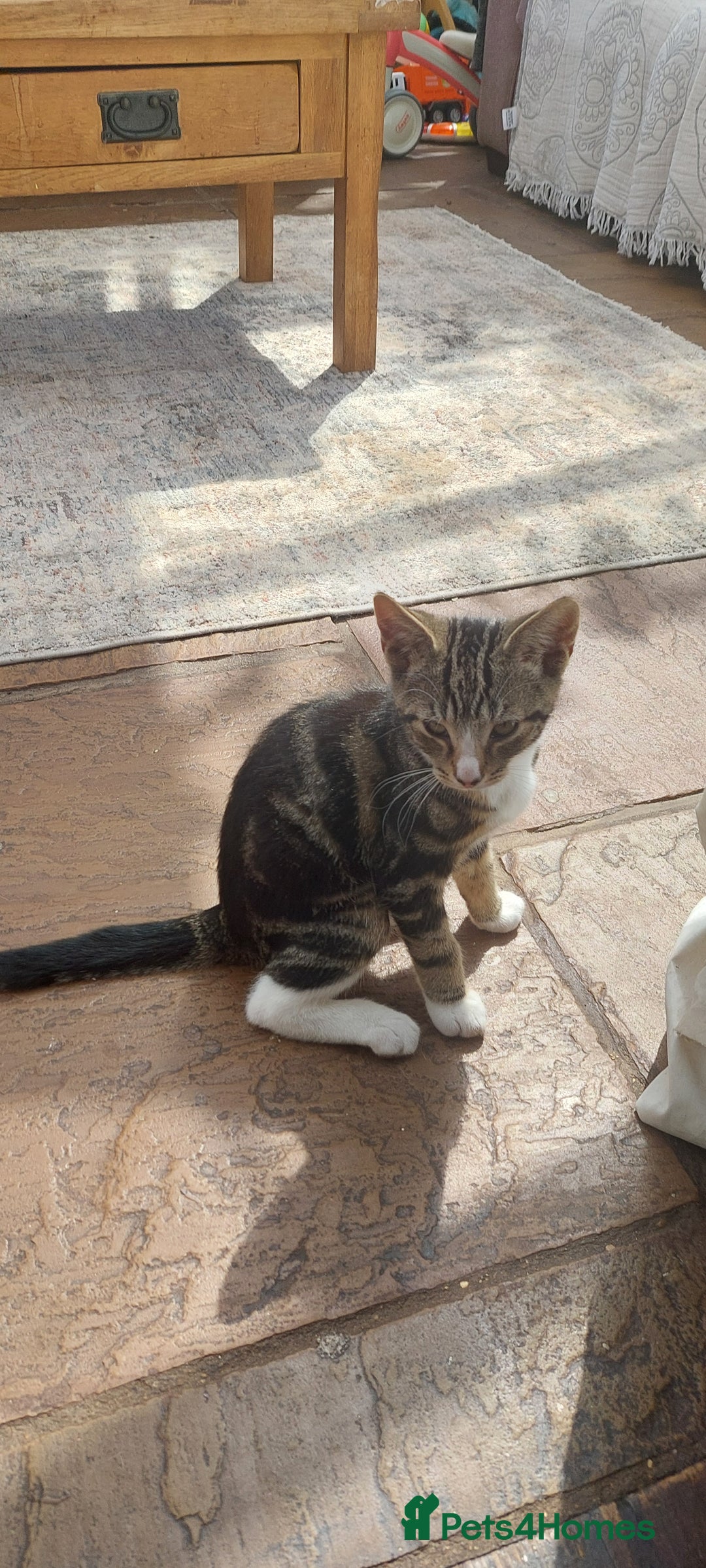 Bengal cats for sale: Bengle cross tabby kittens - Image 13