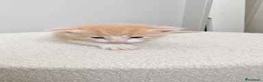Domestic Shorthair 1