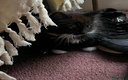 Mixed Breed cats for sale: READY NOW 3 beautiful friendly kittens  - Image 9