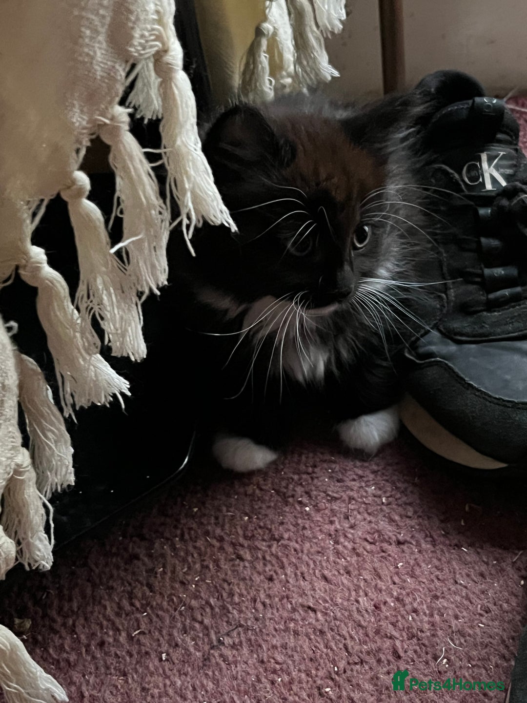 Mixed Breed cats for sale: READY NOW 3 beautiful friendly kittens  - Image 9