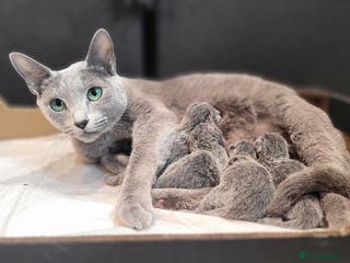 Russian Blue cats Pure Russian Blue kittens for sale - Advert 1