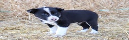 Border Collie dogs for sale: Beautiful Collie Pups Now Ready! only 3 boys left - Advert 14