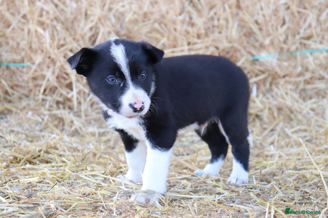 Border Collie dogs for sale: Beautiful Collie Puppies For sale - Image 13