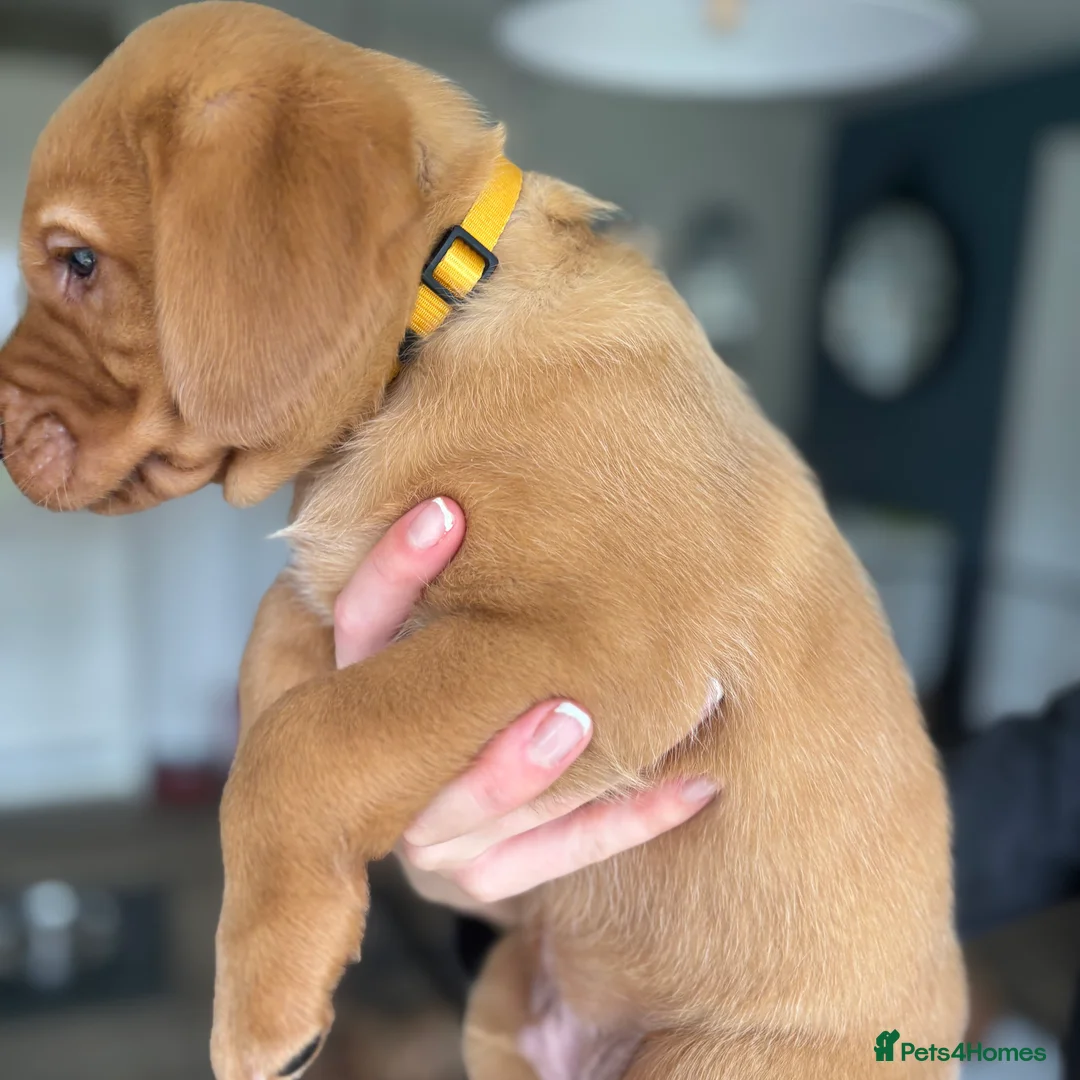 Labrador Retriever dogs for sale: Fox Red Labrador Pups - Advert 2