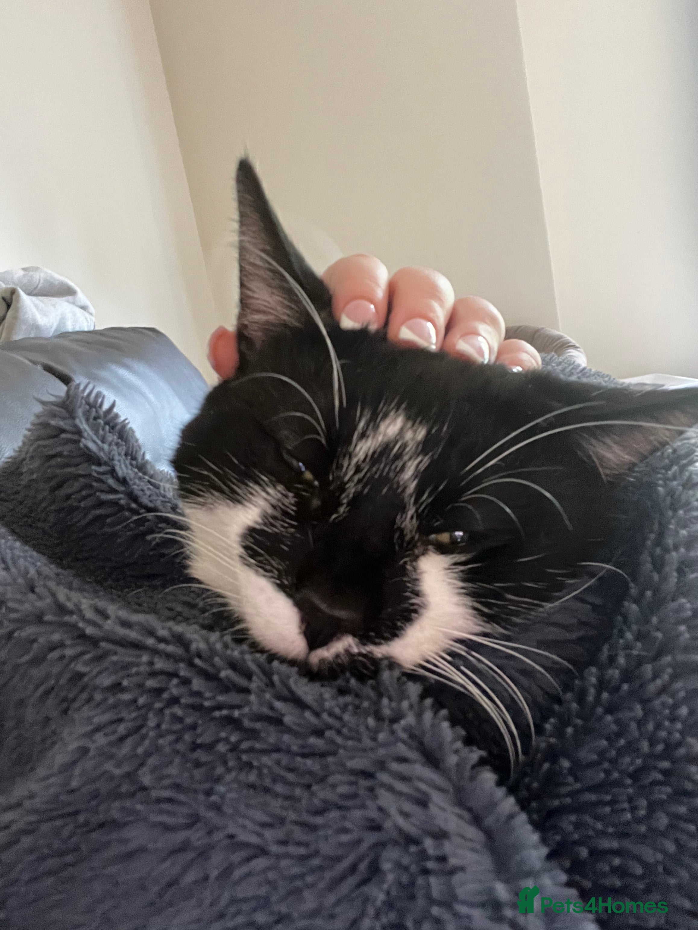 Mixed Breed cats Male kitten for sale  - Advert 9