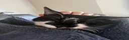 Mixed Breed cats for sale: Male kitten for sale  - Advert 1