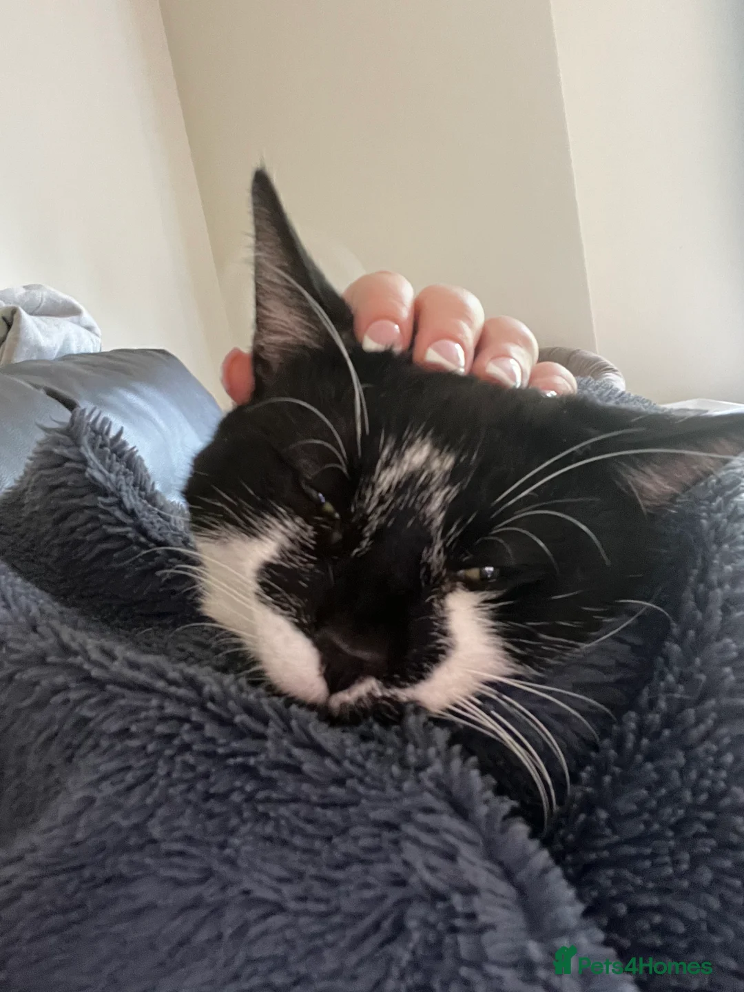 Mixed Breed cats for sale: Male kitten for sale  - Advert 1