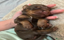 Cocker Spaniel dogs for sale: Cocker spaniel puppies  - Image 7