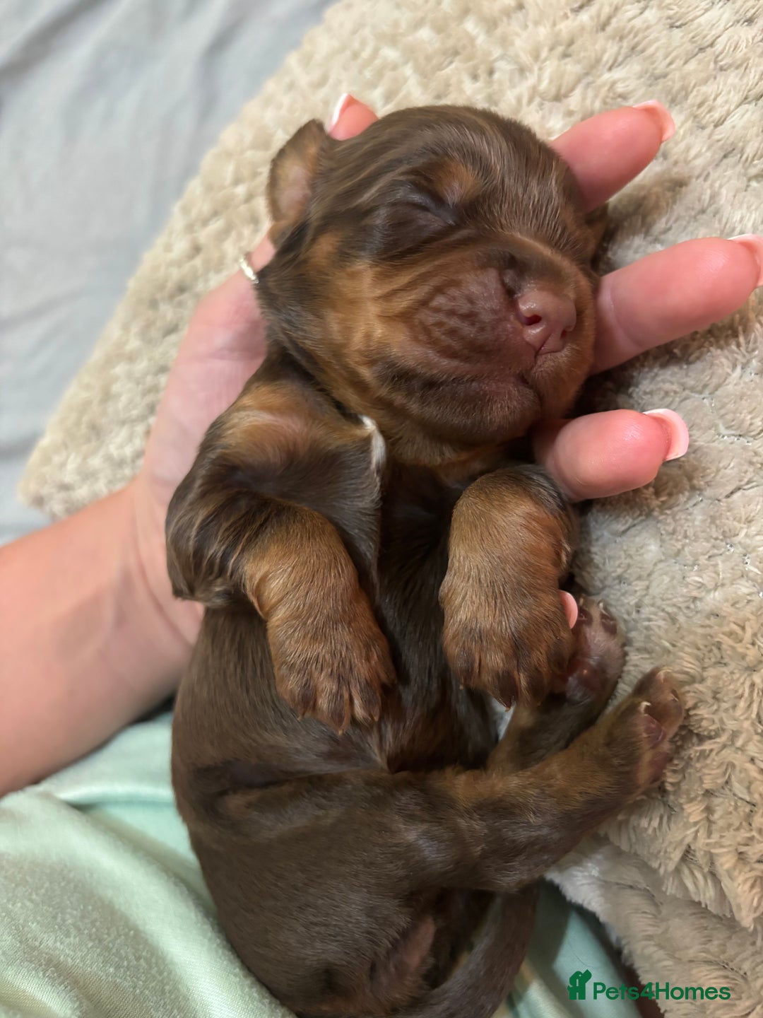 Cocker Spaniel dogs for sale: Cocker spaniel puppies  - Image 7