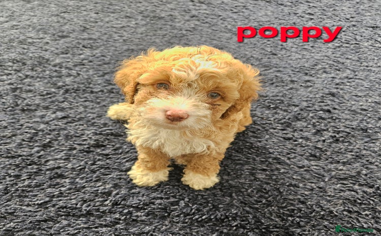 Cockapoo dogs - Advert 5