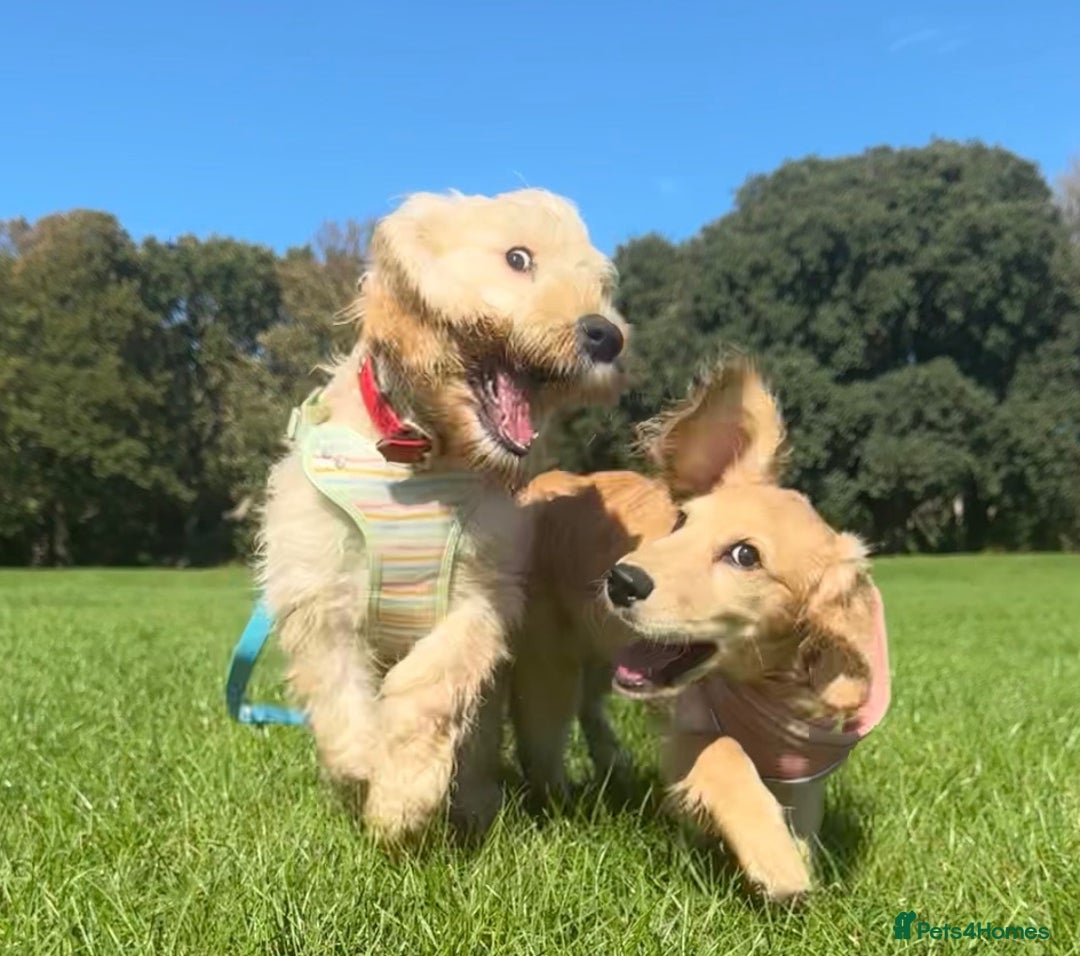 Mixed Breed dogs for sale: Beautiful cocker doodle bitch  - Advert 6