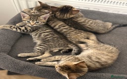 Mixed Breed cats for sale: 4 beautiful tabby kittens for sale  - Image 8