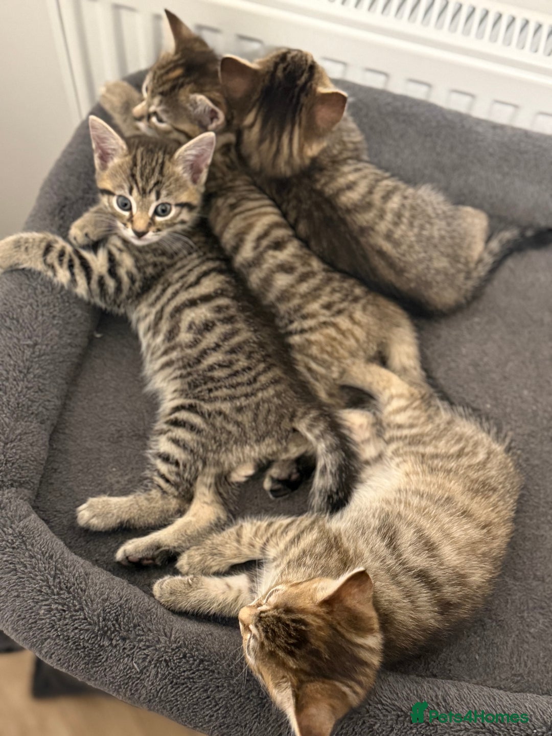 Mixed Breed cats for sale: 4 beautiful tabby kittens for sale  - Image 8