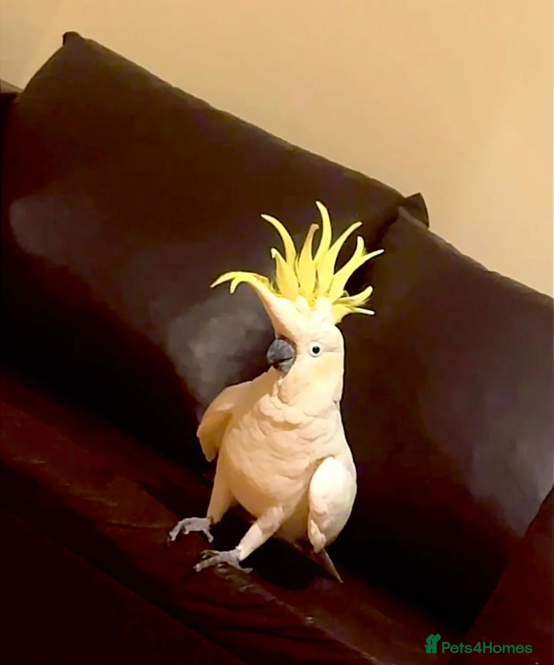 Cockatoo birds for sale: Sulphur crested cockatoo in Nottingham  in Nottingham - Advert 6